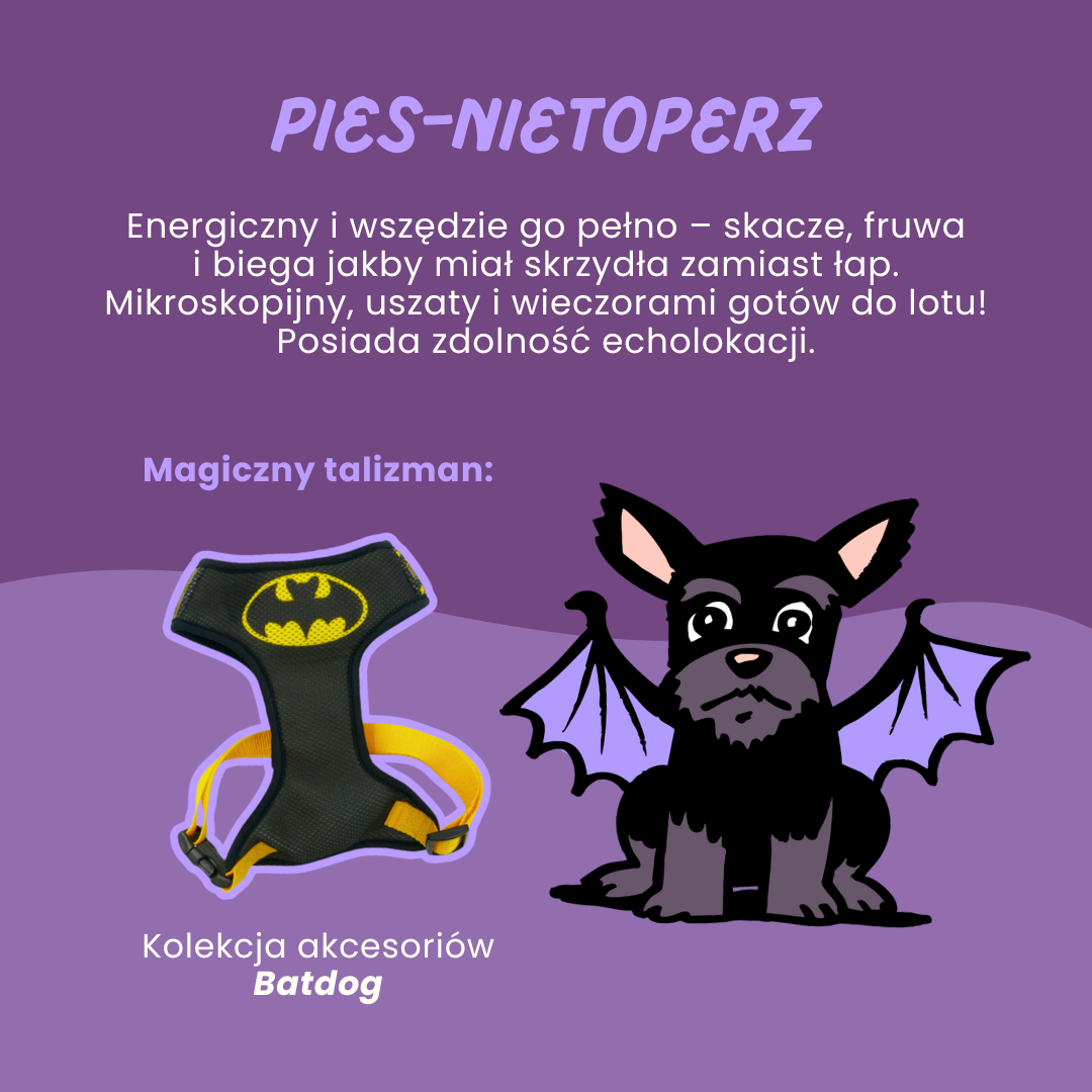 Pies_nietoperz_psiakrew_sklep_blog