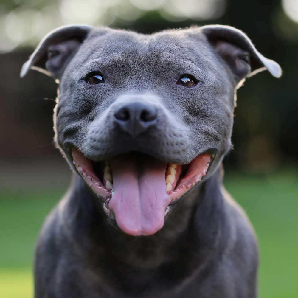 Staffordshire Bullterrier - Wielkie Serce w małym, ale silnym ciele