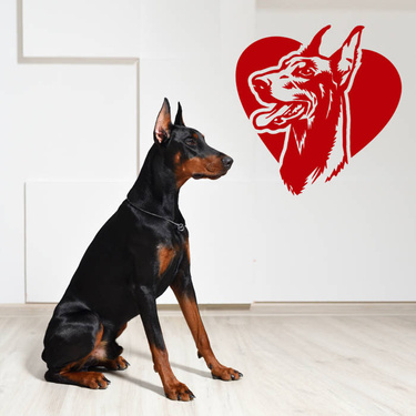 Doberman 2024 pet shop