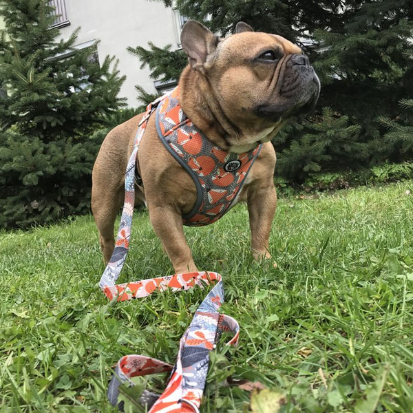 Dog Harness Foxy Lady, Always Feeling Cool, Super Soft Psiakrew