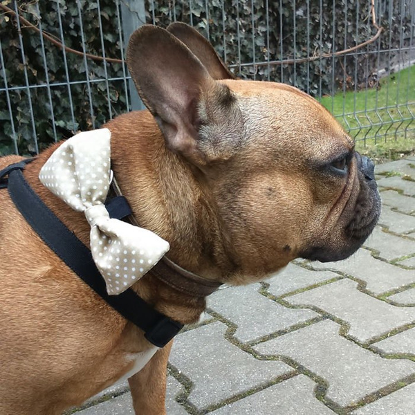 Beige and white polka dot Dog Bow Tie Sernik, Pet Bow Tie, Bowtie, Collar Attachment