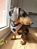 Dog Harness Dotty Dots, Always Feeling Cool, Super Soft Psiakrew 