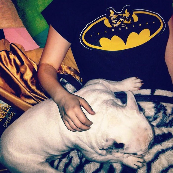 Women's T-shirt French Bulldog Frenchyman Psiakrew