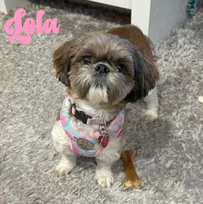 Dog Harness Azure Pool, Always Feeling Cool, Super Soft Psiakrew