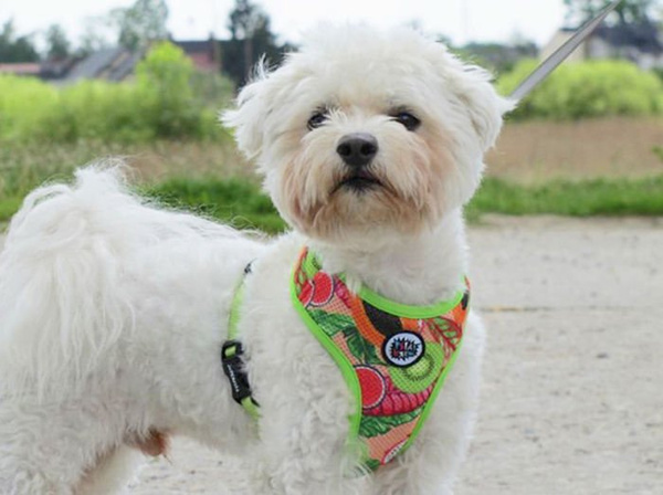 Dog Harness Tutti Frutti, Always Feeling Cool, Super Soft Psiakrew, fruity pattern