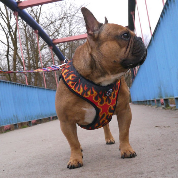 Dog Harness, Always Feeling Cool, Super Soft Psiakrew Dog On Fire