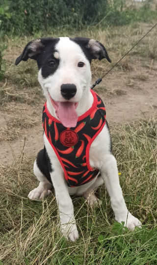 Dog Harness Red Hot Chili, Always Feeling Cool, Super Soft Psiakrew