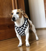 Dog Harness, Always Feeling Cool, Super Soft Psiakrew Checker