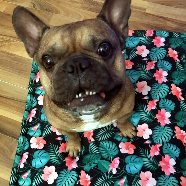 Kocyk dla psa Tropical Monstera Psiakrew, mata, pled dla psa w tropikalne wzory, polar Minky