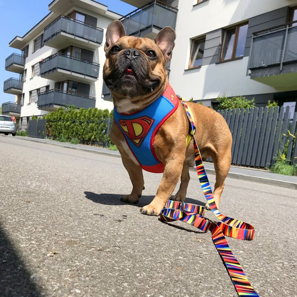 Szelki dla Psa Super Dog Bezuciskowe Wygodne Ultramiękkie Psiakrew