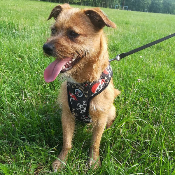 Dog Harness, Always Feeling Cool, Super Soft Psiakrew Pirates