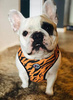 Dog Harness Tiger, Animal print, Always Feeling Cool, Super Soft Psiakrew