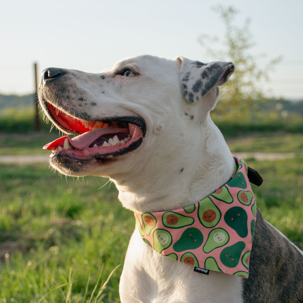 Dog Bandana Guacamole Time Psiakrew handkerchief style to tie around your pet’s neck