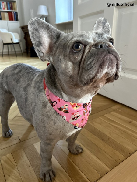 Look in Love Psiakrew Bandana, gebundenes Taschentuch, Baumwollschal