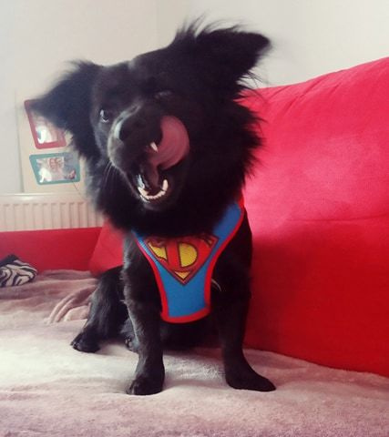 Dog Harness Super Dog, colorful print, Always Feeling Cool, Super Soft Psiakrew