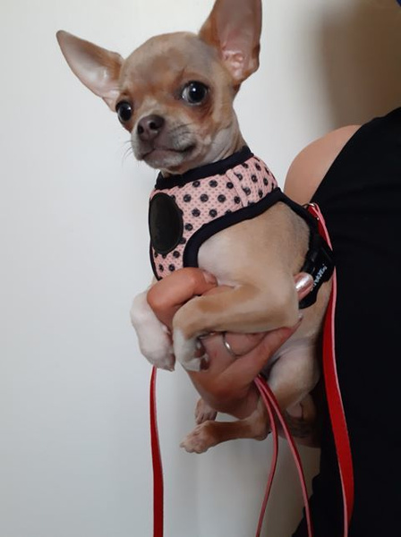 Dog Harness Dotty Dots, Always Feeling Cool, Super Soft Psiakrew