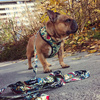 Dog Harness Jurassic Bark, Always Feeling Cool, Super Soft Psiakrew