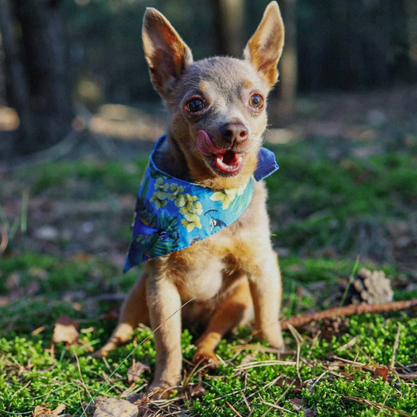 Bandanka Pawie Oczko Psiakrew, wiązana chusteczka, apaszka bawełniana