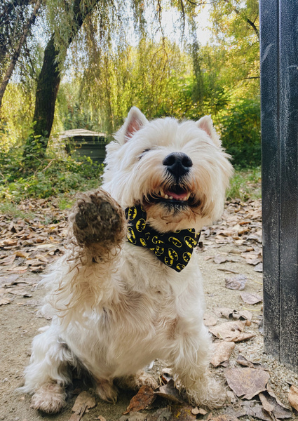Fliege für Hund Batdog Psiakrew