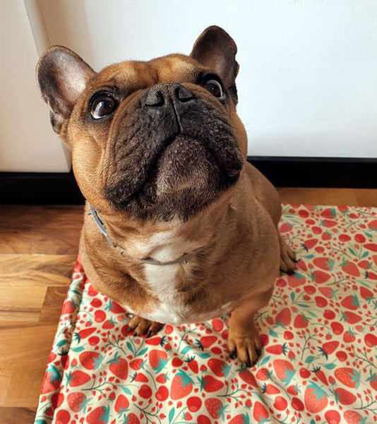 Waterproof Mat for the dog, puppy, cat, Fruit Jelly, Psiakrew Design