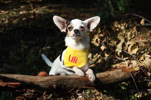 Bandana with the name of the Dog Psiakrew, personalized tied handkerchief, yellow bandana scarf