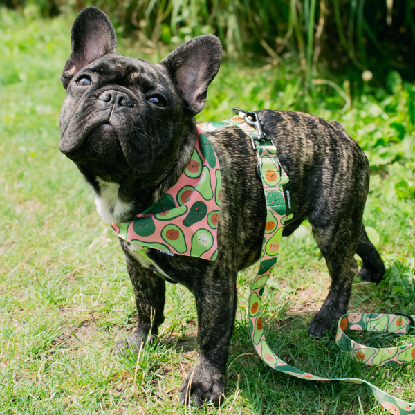 ACCESSORY KIT. Big dog. Guacamole Time Psiakrew Series; Collar, Harness, Leash, Bandana