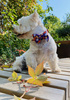 Halloween Dog Bow Tie Cat Pet, Terrible Pumpkin, Psiakrew