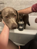 Szampon dla Psa RUGGED PAW SHAMPOO