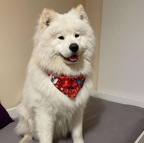 Weihnachts Halstuch für einen Hund Winter Folk Psiakrew