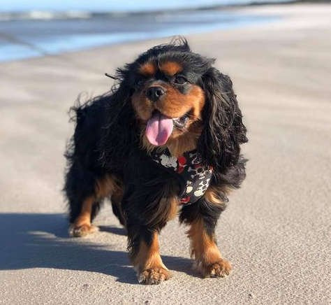 Dog Harness, Always Feeling Cool, Super Soft Psiakrew Pirates