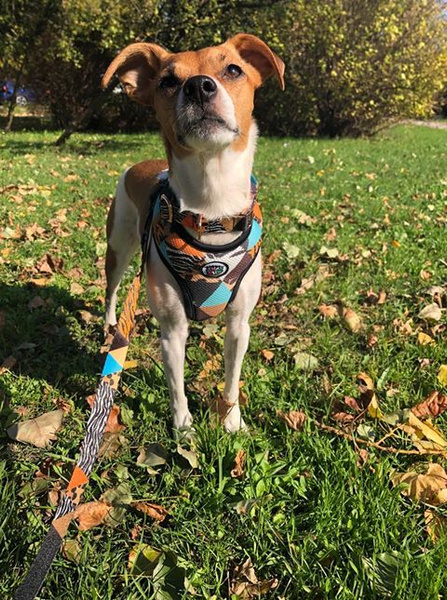 Dog Harness, Wild Animals animal print, Always Feeling Cool, Super Soft Psiakrew