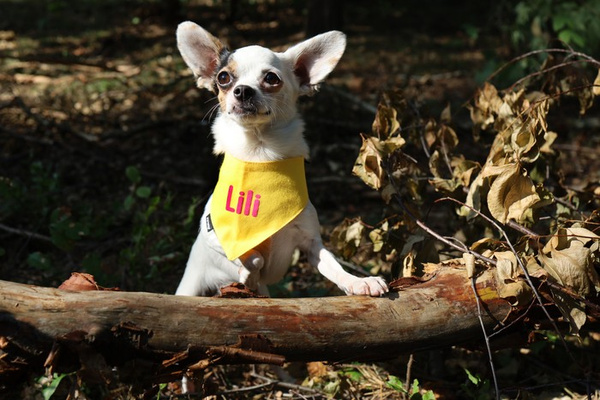 Bandana with the name of the Dog Psiakrew, personalized tied handkerchief, yellow bandana scarf