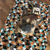 Premium Mat Plaid Blanket for the dog, Wild Animals Psiakrew Design