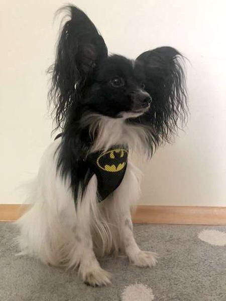 Szelki dla Psa Bat Dog bezuciskowe Wygodne Ultramiękkie Psiakrew czarne okucia