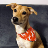Premium Dog Bandana Rudolphs handkerchief style to tie around your pet’s neck