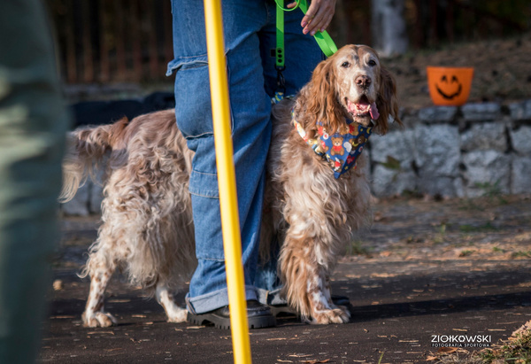 Bandanka Teddy Bear Psiakrew, wiązana chusteczka, apaszka bawełniana