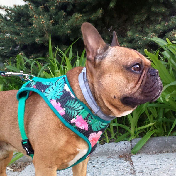 Dog Harness, Always Feeling Cool, Super Soft Psiakrew Tropical Monstera