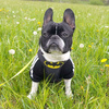 Dog Harness Bat Dog, Always Feeling Cool, Super Soft Psiakrew black extras