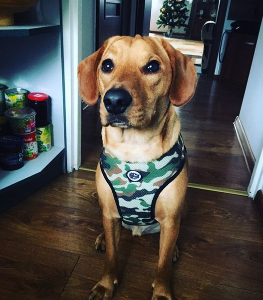 Dog Harness, Camo, Always Feeling Cool, Super Soft Psiakrew