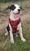 Dog Harness Red Hot Chili, Always Feeling Cool, Super Soft Psiakrew
