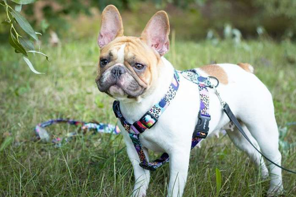 Harness for Dog, Model Crazy Leopard Guard Harness, black extras