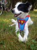 Dog Harness Super Dog, colorful print, Always Feeling Cool, Super Soft Psiakrew