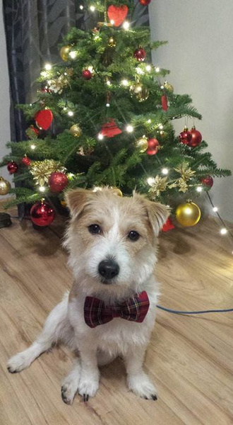 Fliege für Hund, Katze- Tartan