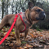 Dog Harness Dogberry, Always Feeling Cool, Super Soft Psiakrew