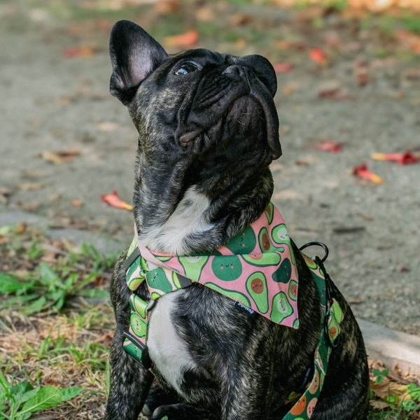 ACCESSORY KIT. Medium dog. Psiakrew Guacamole Time Series; Collar, Harness, Leash, Bandana