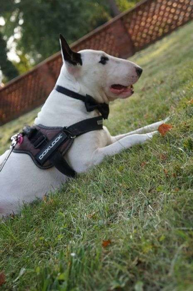 Czarna Kokarda dla psa muszka mucha ozdoba Agent