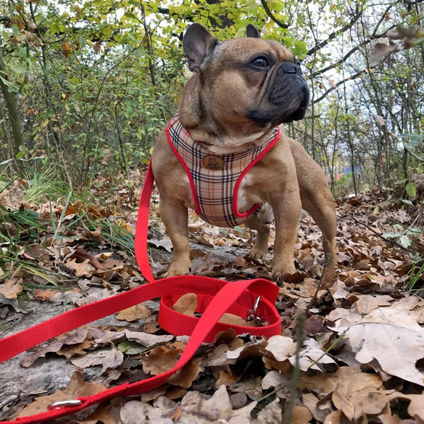 Dog Harness Dogberry, Always Feeling Cool, Super Soft Psiakrew