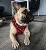 Dog Harness Red Hot Chili, Always Feeling Cool, Super Soft Psiakrew 