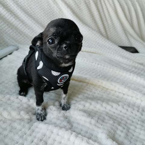 Dog Harness, Always Feeling Cool, Super Soft Psiakrew Spots