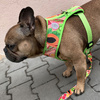 Dog Harness Tutti Frutti, Always Feeling Cool, Super Soft Psiakrew, fruity pattern 
